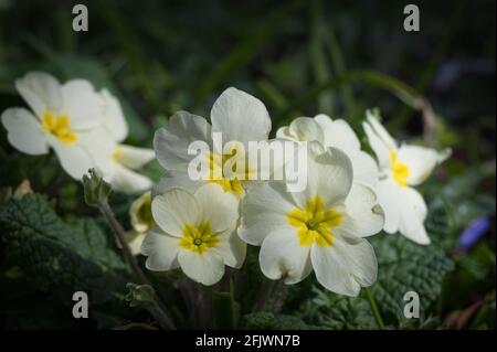 Primrose wildflowers growing on a forest floor in Ireland Stock Photo