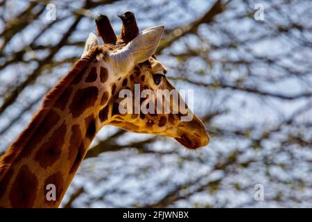 Giraffe (Giraffa camelopardalis) at the Cotswold Wildlife Park, Burford, Oxfordshire Stock Photo