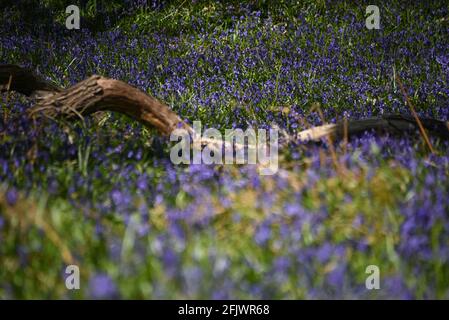 Bluebells and fallen tree Stock Photo