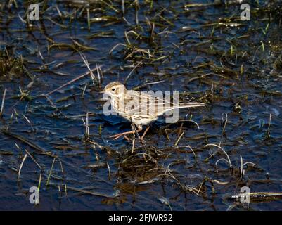 Meadow Pipit (Antus Pratensis) foraging on wetland in the Pentlands Regional Park, West Lothian, Scotland. Stock Photo