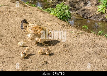 Free range hen with chicks beside a small stream at Snettisham, Norfolk. Stock Photo