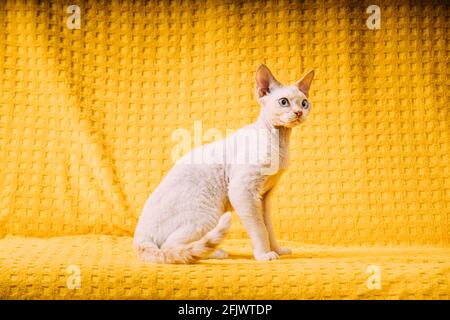 White Devon Rex Kitten Kitty. Short-haired Blue-eyed Cat Of English Breed On Yellow Plaid Background. Shorthair Pet Cat Stock Photo