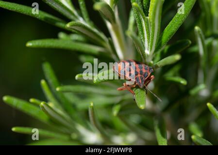 Close-up of a red and black strip bug (Graphosoma italicum) peeking out from between the leaves of rosemary branches Stock Photo