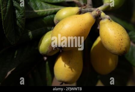 Fresh ripe medlars grow on the tree surrounded by green leaves in Sicily Stock Photo
