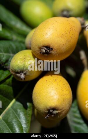 Close up of fresh ripe medlars growing on a tree, in portrait format Stock Photo