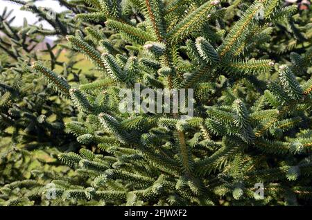 Abies pinsapo (Spanish fir) is an endemic tree from the South of Spain and the North of Morocco Stock Photo
