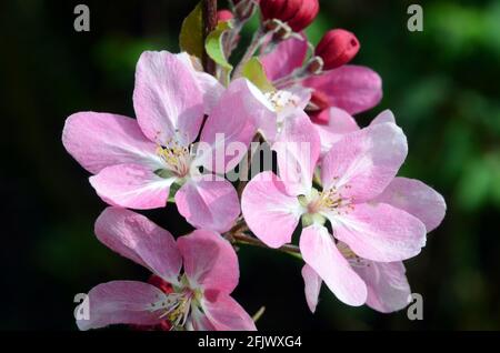 Ornamental trees: flowers of Japanese flowering crabapple (Malus floribunda) Stock Photo