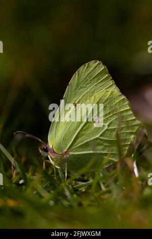 Female Common Brimstone Butterfly (Gonepteryx rhamni) Stock Photo