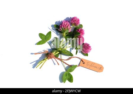 Medicinal plants: bouquet of red clover (Trifolium pratense) on a white background. A label indicates the name of the plant Stock Photo