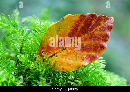 Autumnal beech leaf laid on moss Stock Photo