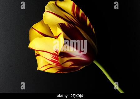 yellow and maroon tulip on a black background placed in the center of the frame, Tulipa gesneriana Stock Photo