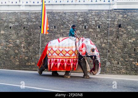 KANDY, SRI LANKA - JULY 19, 2016: Decorated elephant on a street of Kandy during Poya Full Moon holiday. Stock Photo