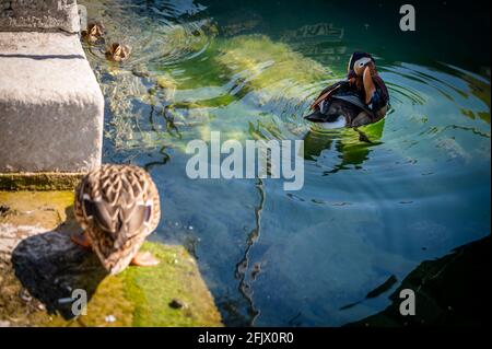 Family of mandarin ducks with ducklings. Aix galericulata. Swimming in lake Geneva, Switzerland. Beauty in nature. Stock Photo