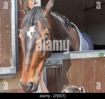 Lambourn Horse Racing open day Stock Photo