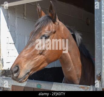 Lambourn Horse Racing open day Stock Photo