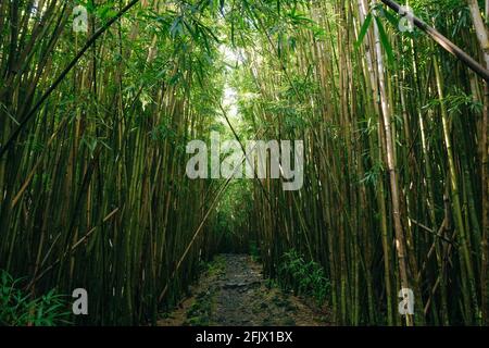 Path through dense bamboo forest, leading to famous Waimoku Falls. Popular Pipiwai trail in Haleakala National Park 