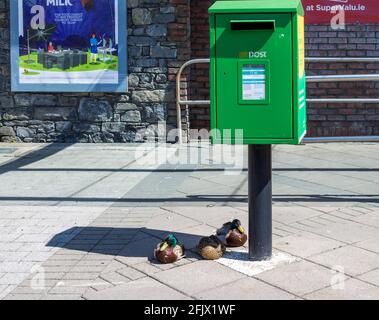 Adult Mallard Ducks Anas platyrhynchos resting under Letter Mail box Stock Photo
