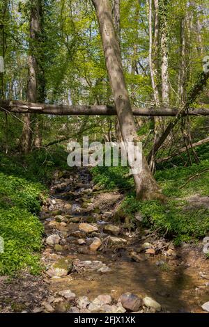 Adventurous natural hiking path in the forest alongside a stream with a crossing in South Limburg near Elsloo Stock Photo