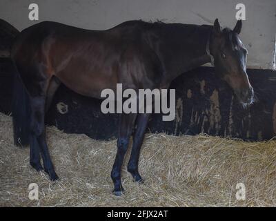 Lambourn Horse Racing stables open day Stock Photo