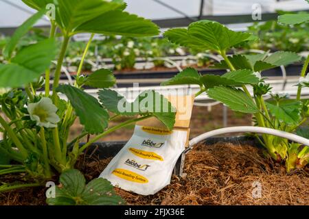Biological pest control by beneficial, predatory mites or ichneumon wasps, against e.g. spider mites or aphids, strawberry cultivation in a greenhouse