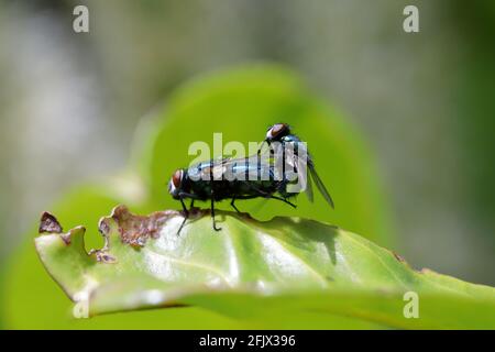 a pair of mating blue bottle flies(Calliphora vomitoria) on a green leaf Stock Photo