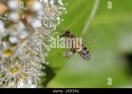 a honey bee (Apis mellifera) with its tongue out flying to the white flowers of a cherry laurel (Prunus laurocerasus) Stock Photo