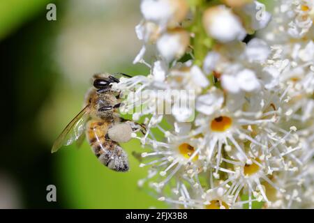 a honey bee (Apis mellifera) collecting from a cherry laurel (Prunus laurocerasus) white flowers Stock Photo