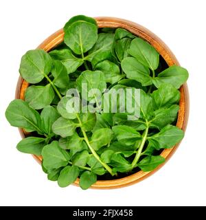 Watercress leaves in a wooden bowl. Fresh yellowcress, Nasturtium officinale. Leaf vegetable with piquant flavor. Aquatic vegetable or herb. Close-up.