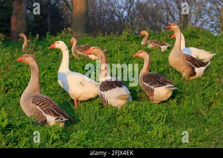 A gaggle of greylag geese (Anser anser) and white domestic geese (Anser anser domesticus) along the main road of Lillo (Port of Antwerp), Belgium Stock Photo