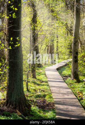 Beautiful wooden path in the middle of forest with vresh growth during spring in gothenburg sweden Stock Photo