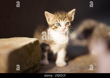 Small tabby kitten walk in sunny day outdoors. Stock Photo