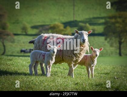 Mother sheep and her twin lambs marked 119 in red paint Stock Photo