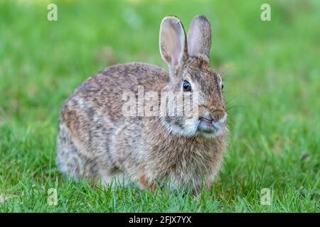 Eastern Cottontail Rabbit, Sylvilagus floridanus, Springtime in grass with beautiful soft sunlight Stock Photo