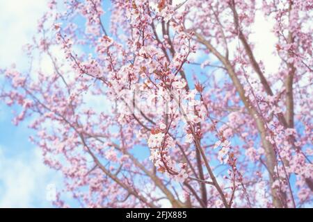 Twig with cherry flowers on blurred background, horizontal format Stock Photo