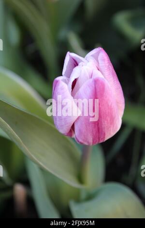 Flower portrait of a single tulip. Delicate pale pink tulip bloom captured outdoors in a cottage garden. Spring gardens, dutch tulips. Green spaces.