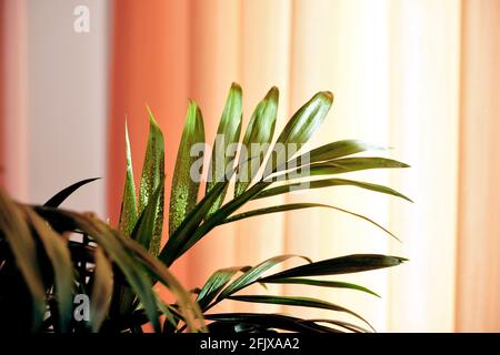 House plant with water drops on it, colored curtain at background. Stock Photo