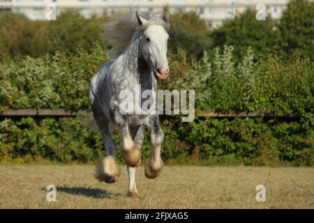 Portrait of dapple gray draft Persheron horse galloping in paddock Stock Photo