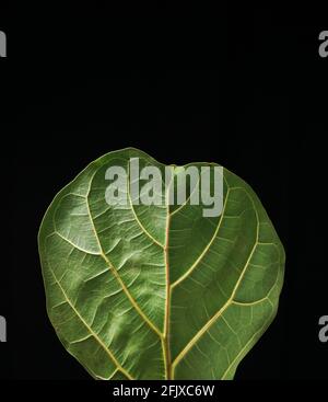 Fiddle Leaf Fig Texture Back Stock Photo