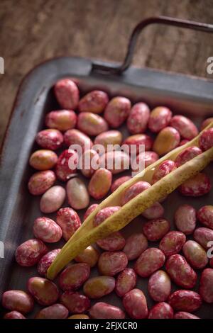 dried red beans on metal platter Stock Photo
