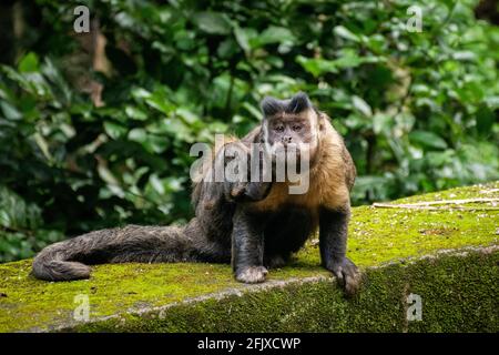 Capuchin Monkey scratching ear on green rainforest landscape Stock Photo