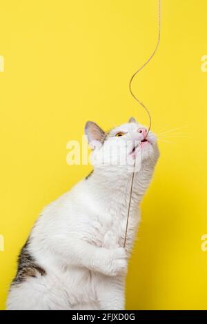 Funny cat playing with thin rope isolated on yellow background Stock Photo