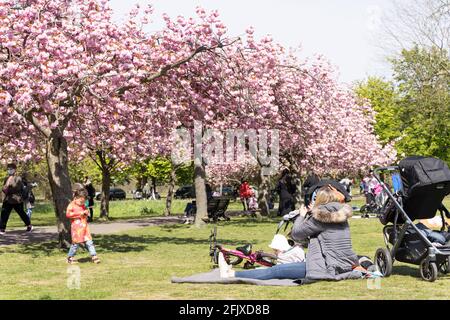family day out enjoy the sunshine and cherry blossom in London grrenwich Park Stock Photo