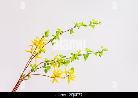 Tender yellow flowers on delicate background, spring holiday concept Stock Photo