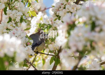 Cedar Waxwings foraging in a blossoming crabapple tree.  These delicate, migratory birds feed on insects and a wide variety of fruits and berries. Stock Photo