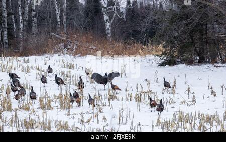 A flock of eastern wild turkeys in a cut cornfield. Stock Photo