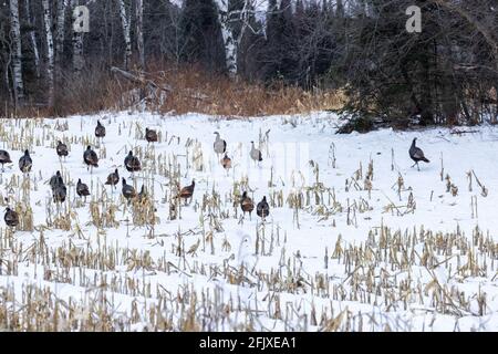 A flock of eastern wild turkeys in a cut cornfield. Stock Photo