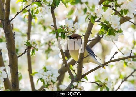 Cedar Waxwings foraging in a blossoming crabapple tree.  These delicate, migratory birds feed on insects and a wide variety of fruits and berries. Stock Photo