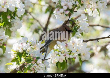 Cedar Waxwings foraging in a blossoming crabapple tree.  These delicate, migratory birds feed on insects and a wide variety of fruits and berries. Stock Photo