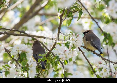 Cedar Waxwings foraging in a blossoming crabapple tree.  These delicate, migratory birds feed on insects and a wide variety of fruits and berries. Stock Photo