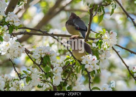 Cedar Waxwings foraging in a blossoming crabapple tree.  These delicate, migratory birds feed on insects and a wide variety of fruits and berries. Stock Photo